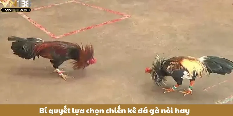 Đá Gà Nòi: 3+ Mẹo Chọn Giống Gà Nòi Đá Hay Từ Cao Thủ 4 Bí quyết lựa chọn chiến kê đá gà nòi hay