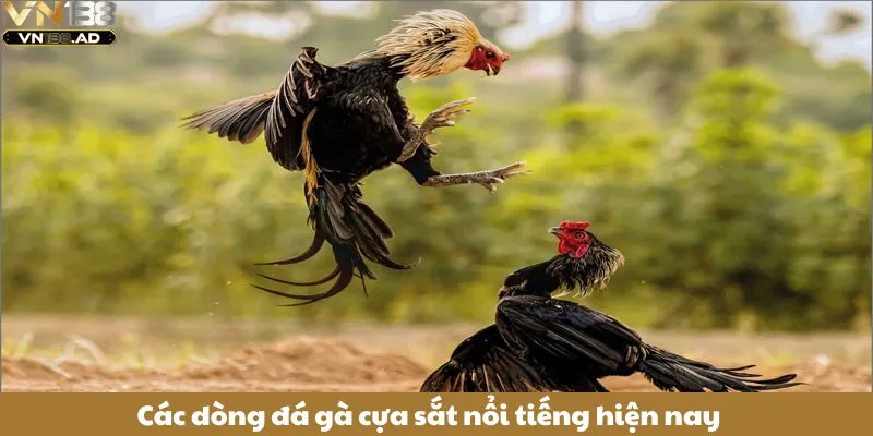 Đá Gà Cựa Sắt - Môn Thể Thao Kịch Tính Thu Hút Người Hâm Mộ 3 Các dòng đá gà cựa sắt nổi tiếng hiện nay
