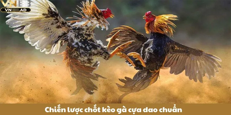 Đá Gà Cựa Dao – Bí Kíp Chốt Kèo Chọi Gà Chuẩn Cho Người Mới 4 Chiến lược chốt kèo gà cựa dao chuẩn