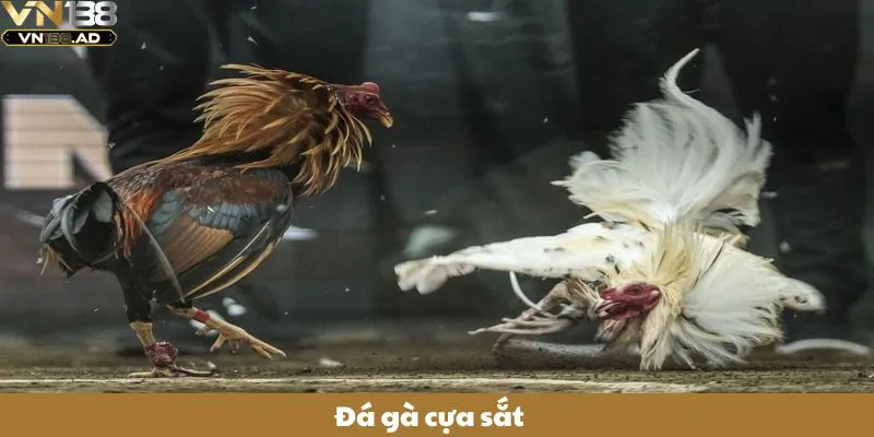 Đá Gà Cựa Sắt - Môn Thể Thao Kịch Tính Thu Hút Người Hâm Mộ 1 Đá Gà Cựa Sắt