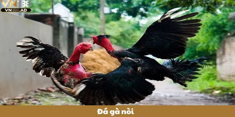 Đá Gà Nòi: 3+ Mẹo Chọn Giống Gà Nòi Đá Hay Từ Cao Thủ 1 Đá Gà Nòi