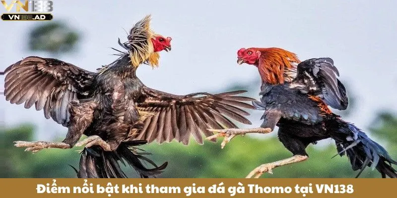 Đá Gà Thomo – Điểm Đến Của Những Sư Kê Chuyên Nghiệp 4 Điểm nổi bật khi tham gia đá gà Thomo tại VN138