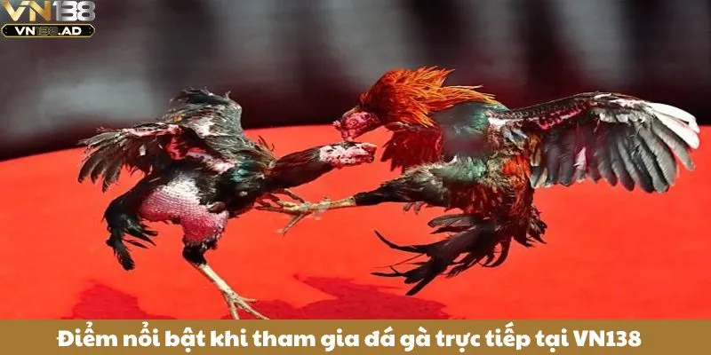 Đá Gà Trực Tiếp: Cảm Nhận Không Khí Sôi Động Mỗi Trận Đấu 3 Điểm nổi bật khi tham gia đá gà trực tiếp tại VN138