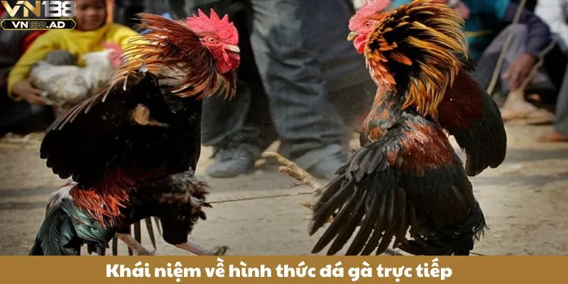 Đá Gà Trực Tiếp: Cảm Nhận Không Khí Sôi Động Mỗi Trận Đấu 2 Khái niệm về hình thức đá gà trực tiếp
