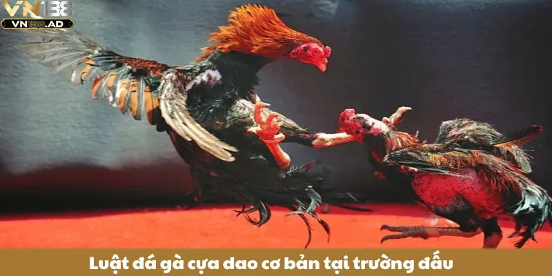 Đá Gà Cựa Dao – Bí Kíp Chốt Kèo Chọi Gà Chuẩn Cho Người Mới 3 Luật đá gà cựa dao cơ bản tại trường đấu