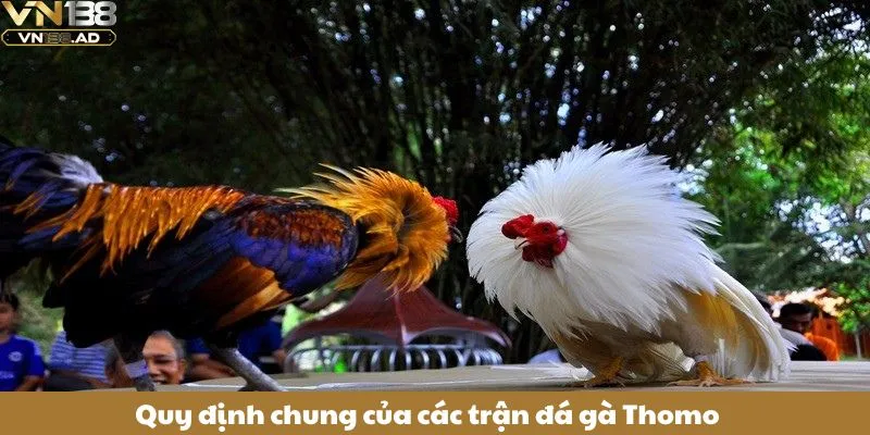 Đá Gà Thomo – Điểm Đến Của Những Sư Kê Chuyên Nghiệp 3 Quy định chung của các trận đá gà Thomo
