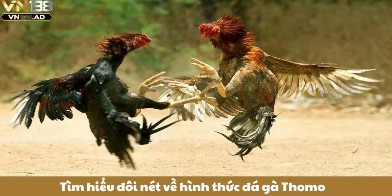 Đá Gà Thomo – Điểm Đến Của Những Sư Kê Chuyên Nghiệp 2 Tìm hiểu đôi nét về hình thức đá gà Thomo