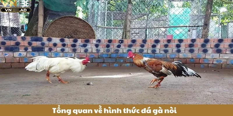 Đá Gà Nòi: 3+ Mẹo Chọn Giống Gà Nòi Đá Hay Từ Cao Thủ 2 Tổng quan về hình thức đá gà nòi